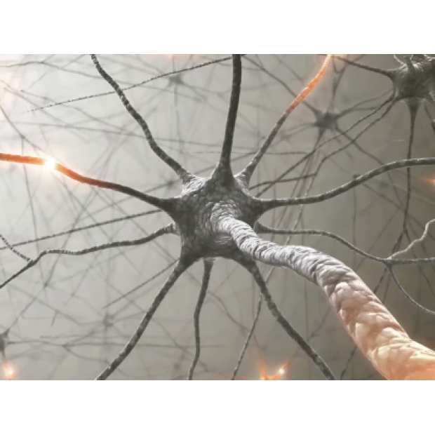 Штучний нейрон уперше «потоваришував» із живими клітинами