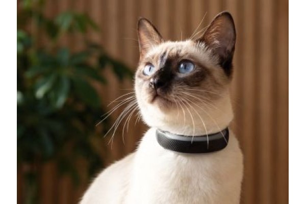 Фітнес-трекери Tractive стежать за здоров’ям і активністю домашніх улюбленців