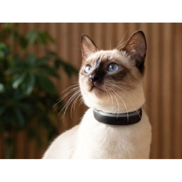 Фітнес-трекери Tractive стежать за здоров’ям і активністю домашніх улюбленців